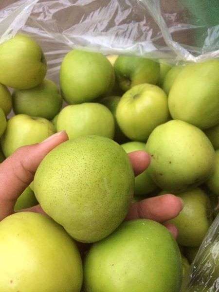 Giống táo Đài Loan quả to, mã sáng, ăn ngọt và giòn hơn so với các loại táo thông thường, được thương lái và người tiêu dùng rất ưa chuộng, nhất là vào dịp Tết Nguyên đán. Từ tháng 12 dương lịch năm trước đến hết tháng 2 dương lịch năm sau là thời điểm chính vụ  của  táo Đài Loan. Khi táo chín trên cây có thể kéo dài được 20 ngày.

Theo kinh nghiệm của những người trồng táo Đài Loan lâu năm, loại cây này có giá trị kinh tế cao, năng suất ổn định, dễ trồng, đầu tư thấp, không kén đất. Trong quá trình chăm sóc, nông dân cần giữ đủ độ ẩm cho cây, bón phân đầy đủ, phun thuốc bảo vệ thực vật đúng quy định để phòng tránh bệnh hương mai thán thư và bệnh nấm mốc. Thời gian bắt đầu trồng cho đến lúc thu hoạch chỉ mất 1 năm; năng suất đạt khoảng 8-9 tấn/ha. Bình quân, 1 sào trồng táo, nông dân thu khoảng 20 triệu đồng
