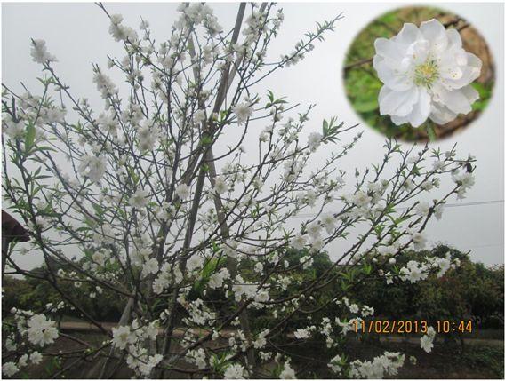 Giống hoa đào Bạch GL2-3 có nguồn gốc tại Việt Nam do Viện Nghiên cứu Rau quả thu thập và tuyển chọn từ các giống địa phương từ năm 2007, năm 2009. Giống được công nhận sản xuất thử theo Quyết định số 511/ QĐ-TT-CLT ngày 12 tháng 11 năm 2013.

. Những đặc điểm chính 

 

Giống đào Bạch GL2-3 có hoa màu trắng, đường kính hoa to > 3,5 cm, số lượng cánh\ hoa từ 18-20 cánh, tỉ lệ nở hoa cao > 90%, hoa nở tập trung, độ bền cành hoa là 12-15 ngày, được người tiêu dùng ưa chuộng, có khả năng sinh trưởng, phát triển và chống chịu sâu bệnh tốt đặc biệt là bệnh chảy gôm. 

Giống đào Bạch GL2-3  có đường kính hoa và độ bền hoa cao hơn hẳn giống đào bạch đang được trồng hiện nay, Hiệu quả kinh tế thu được từ việc trồng giống hoa đào Bạch GL2-3  cao hơn so với giống đào bạch đang được trồng phố biến ngoài sản xuất từ 30-50% 

 

 
