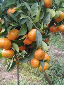 Làm giàu thành công nhờ trồng cam canh, lãi 700 triệu/năm