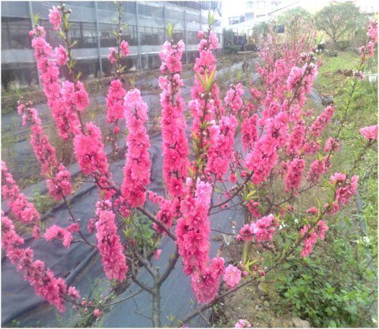 Giống hoa đào Bích GL2-1 có nguồn gốc tại Việt Nam, được Viện Nghiên cứu Rau quả thu thập và tuyển chọn từ các giống địa phương từ năm 2008, năm 2010. Giống được công nhận sản xuất thử theo Quyết định số 511/ QĐ-TT-CLT ngày 12 tháng 11 năm 2013.

2. Những đặc điểm chính 

Giống đào Bích GL2-1 có hoa màu đỏ, mật độ hoa/ cành dày, đường kính hoa > 3,5 cm, số lượng cánh\hoa từ 20-22 cánh, tỉ lệ nở hoa cao > 95%, hoa nở tập trung, độ bền cành hoa là 15-16 ngày, được người tiêu dùng ưa chuộng. Giống có khả năng sinh trưởng, phát triển và chống chịu sâu bệnh tốt đặc biệt là bệnh chảy gôm.

Hiệu quả kinh tế thu được từ việc trồng giống hoa đào Bích GL2-1 cao hơn so với giống đào bích đang được trồng phổ biến ngoài sản xuất hiện nay từ 15-30%

 