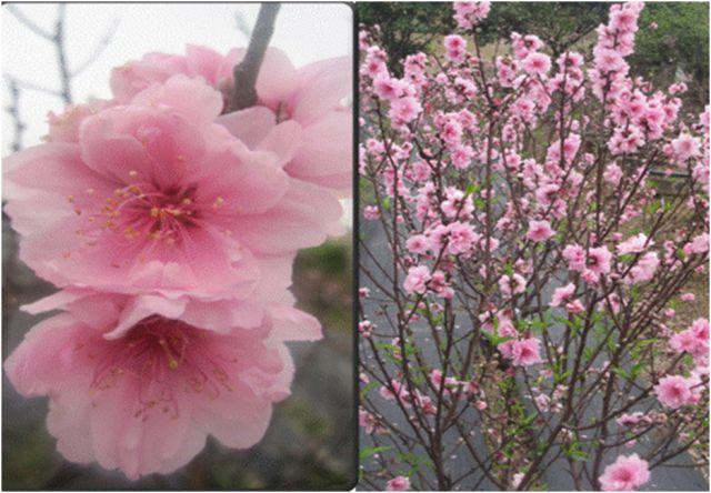 Giống hoa đào Phai GL2-2 có nguồn gốc tại Việt Nam, được Viện Nghiên cứu Rau quả thu thập và tuyển chọn từ các giống địa phương từ năm 2008, năm 2009. Giống được công nhận sản xuất thử theo Quyết định số 511/ QĐ-TT-CLT ngày 12 tháng 11 năm 2013.

 Những đặc điểm chính 

Giống đào Phai GL2-2 có hoa màu hồng, đường kính hoa to (> 4 cm), số lượng cánh\hoa từ 20 - 22 cánh, tỉ lệ nở hoa cao > 90%, hoa nở tập trung, độ bền cành hoa là 12-15 ngày, được người tiêu dùng ưa chuộng. Giống có khả năng sinh trưởng, phát triển và chống chịu sâu bệnh tốt đặc biệt là bệnh chảy gôm. Hiệu quả kinh tế thu được từ việc trồng giống hoa đào Phai GL2-2 cao hơn so với giống đào phai đang được trồng phổ biến ngoài sản xuất hiện nay từ 20-50%

 