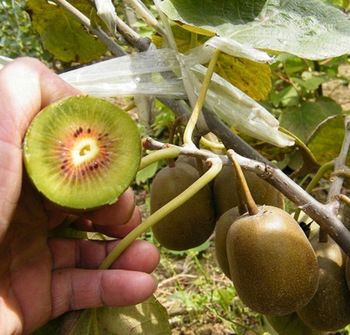Cây Kiwi là cây dây leo cho quả có nguồn gốc từ Trung Quốc với tên Dương Đào và rất được ưa chuộng trên toàn thế giới bởi quả Kiwi không chỉ ăn rất ngon mà còn chứa nhiều thành phần dinh dưỡng rất tốt cho sức khỏe. Tuy xuất hiện sau tại New Zealand muộn hơn vào năm 1904 nhưng tại đây Kiwi đã được phát triển và coi như một “quốc trái’’ của đất nước này
Cây kiwi có những chiếc lá to hình trái tim thuôn gọn về đuôi màu xanh đậm , thân cây kiwi có màu đỏ nâu nhạt cũng được bao phủ bên ngoài lớp lông tơ mỏng
Hoa kiwi nhỏ có 5 cánh màu trắng , cánh hoa mềm mại xòe rộng với hương thơm mát dịu
Cây leo kiwi là cây leo khỏe với sức sống tốt , trồng kiwi tại nhà bạn sẽ vừa có một giàn che nắng tuyệt vời lại có rất nhiều quả ngon trái ngọt để ăn bởi cây Kiwi cho rất nhiều quả, quả sai mọc thành chùm.

 
